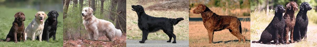 Retriever racerne