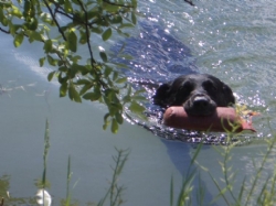 Træning