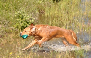 Christians hund